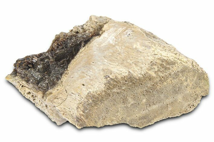 Fossil Tyrannosaur (T rex) Bone Section - Wyoming #382672